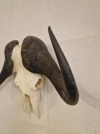 Kranie fra Kafferbøffel (Cape Buffalo)