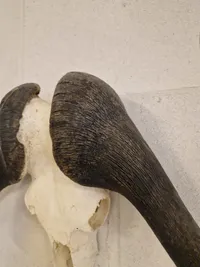 Kranie fra Kafferbøffel (Cape Buffalo)
