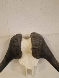 Kranie fra Kafferbøffel (Cape Buffalo)