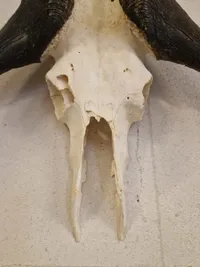 Kranie fra Kafferbøffel (Cape Buffalo)