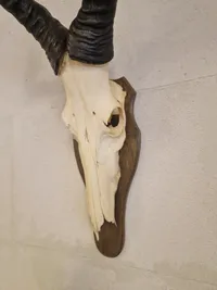 Kranie fra rød Hartebeest