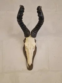 Kranie fra rød Hartebeest