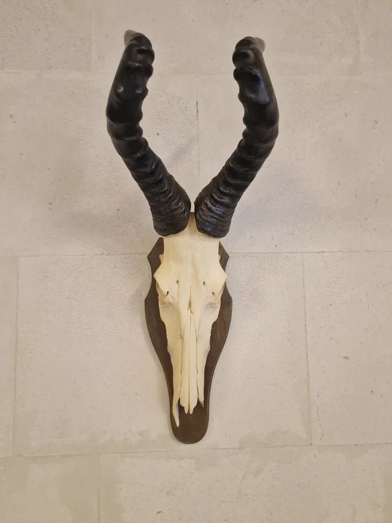 Kranie fra rød Hartebeest