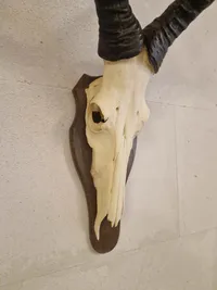 Kranie fra rød Hartebeest