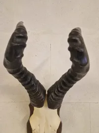Kranie fra rød Hartebeest