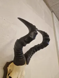 Kranie fra rød Hartebeest