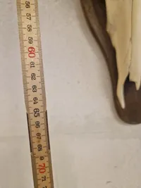 Kranie fra rød Hartebeest