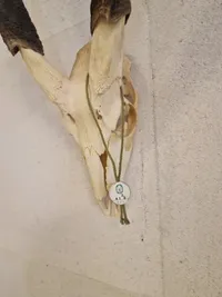 Kranie fra stor kudu (Tragelaphus strepsiceros)