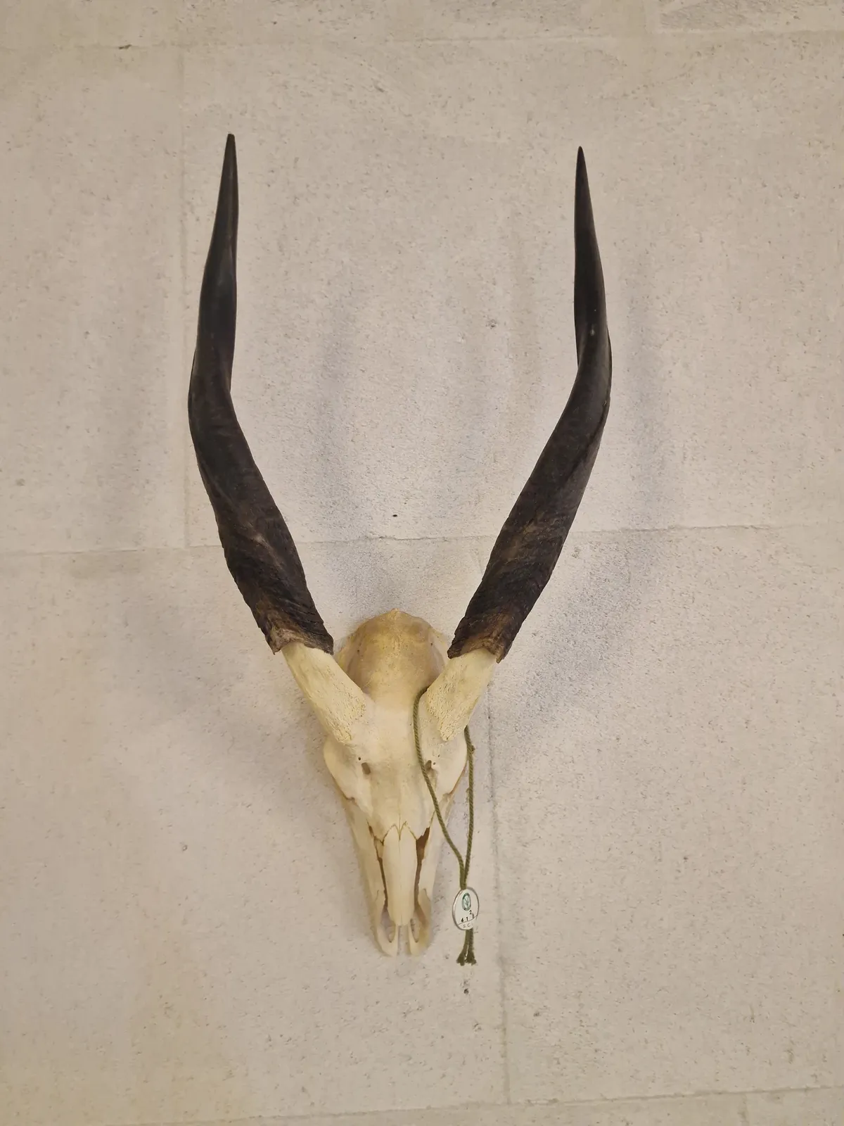 Kranie fra stor kudu (Tragelaphus strepsiceros)