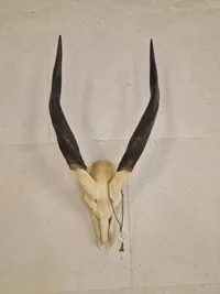 Kranie fra stor kudu (Tragelaphus strepsiceros)