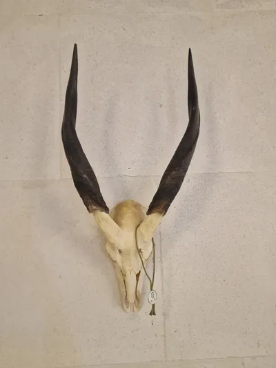Kranie fra stor kudu (Tragelaphus strepsiceros)
