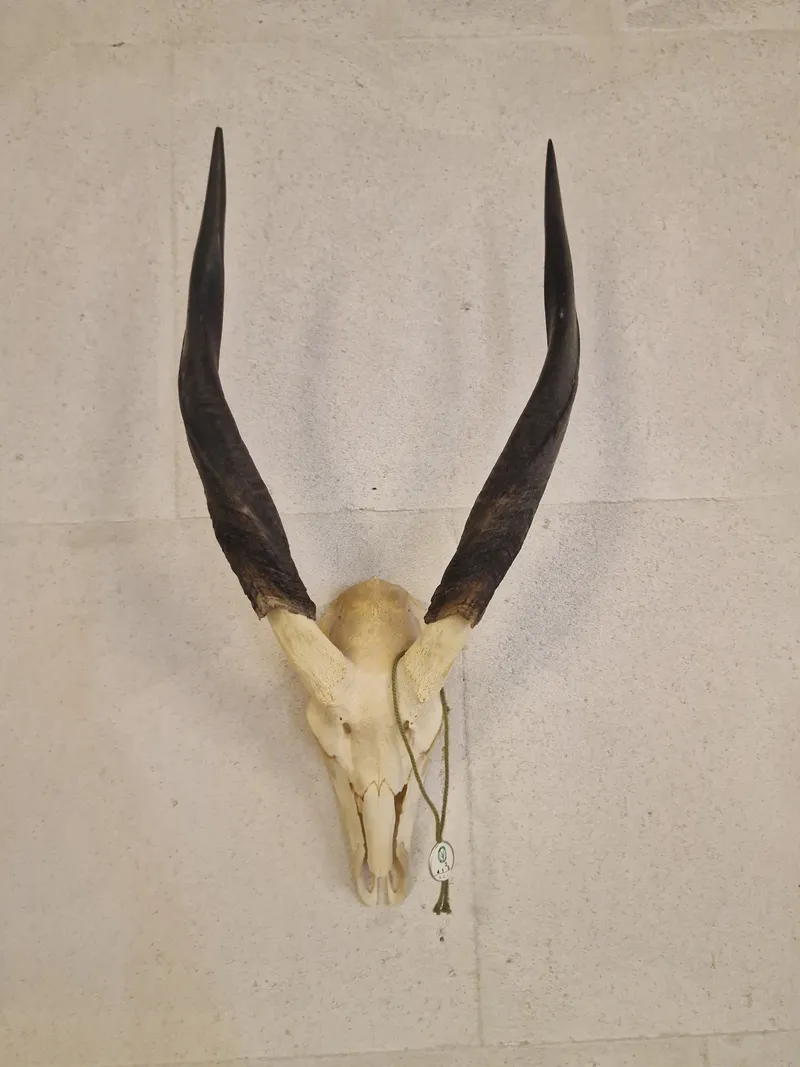 Kranie fra stor kudu (Tragelaphus strepsiceros)