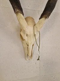 Kranie fra stor kudu (Tragelaphus strepsiceros)