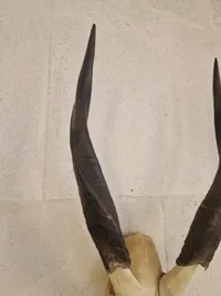 Kranie fra stor kudu (Tragelaphus strepsiceros)