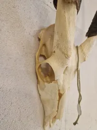 Kranie fra stor kudu (Tragelaphus strepsiceros)