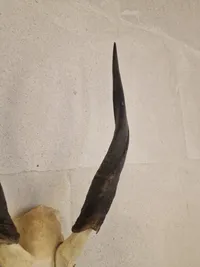 Kranie fra stor kudu (Tragelaphus strepsiceros)