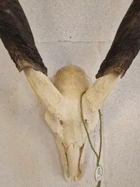 Kranie fra stor kudu (Tragelaphus strepsiceros)