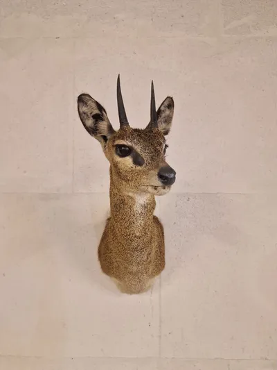 Udstoppet afrikansk klippespringer (antilope)