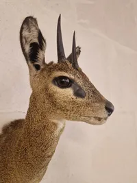 Udstoppet afrikansk klippespringer (antilope)