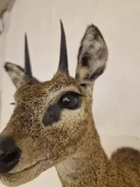 Udstoppet afrikansk klippespringer (antilope)