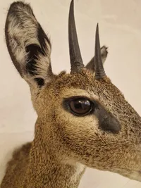 Udstoppet afrikansk klippespringer (antilope)