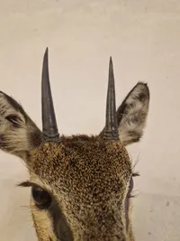 Udstoppet afrikansk klippespringer (antilope)