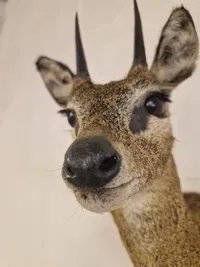Udstoppet afrikansk klippespringer (antilope)