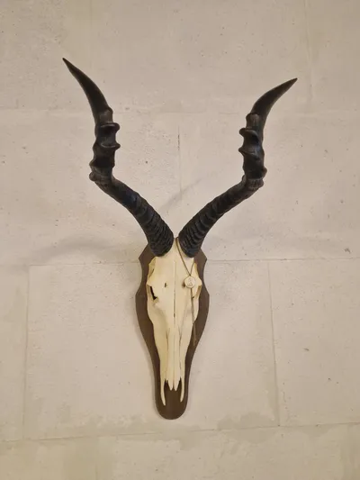 Afrikansk Hartebeest, også kendt som Kongoni