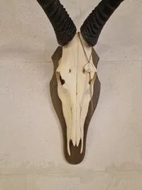 Afrikansk Hartebeest, også kendt som Kongoni