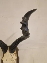 Afrikansk Hartebeest, også kendt som Kongoni