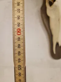 Afrikansk Hartebeest, også kendt som Kongoni
