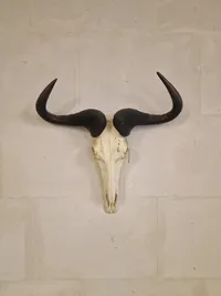 Blue Wildebeest kranie