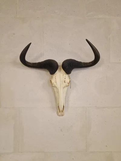 Blue Wildebeest kranie