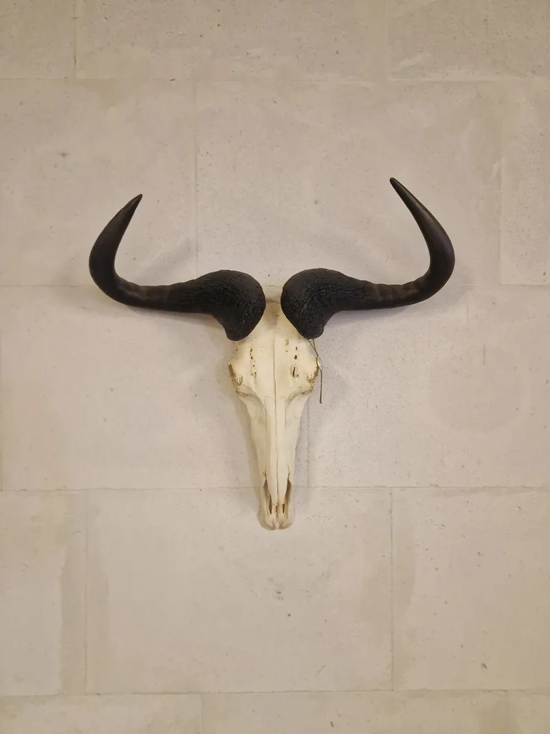 Blue Wildebeest kranie