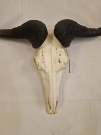 Blue Wildebeest kranie