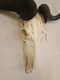 Blue Wildebeest kranie