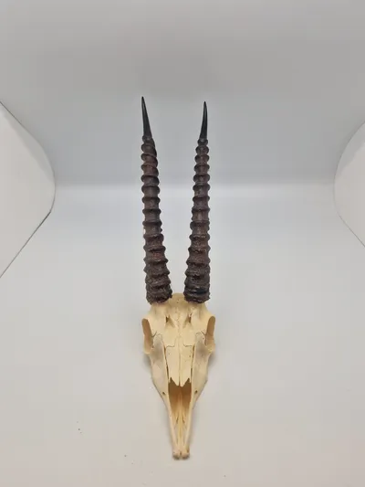 Afrikansk impala kranie