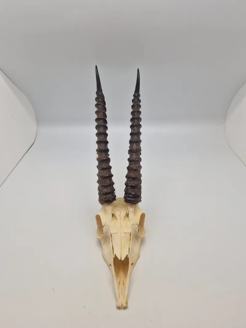 Afrikansk impala kranie