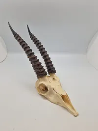 Afrikansk impala kranie