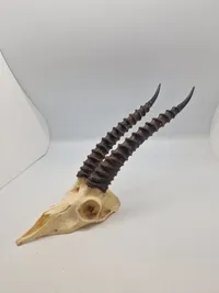 Afrikansk impala kranie