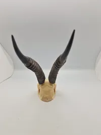 Afrikansk impala kranie