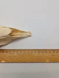 Afrikansk impala kranie
