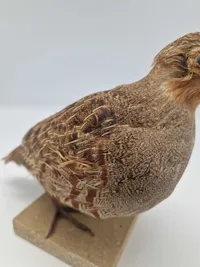 Udstoppet agerhøne (Perdix perdix)