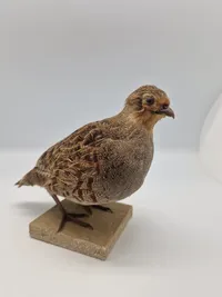 Udstoppet agerhøne (Perdix perdix)