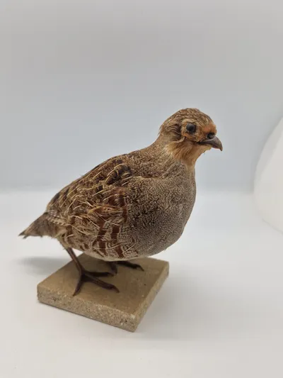 Udstoppet agerhøne (Perdix perdix)