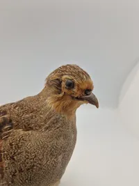 Udstoppet agerhøne (Perdix perdix)