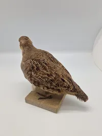Udstoppet agerhøne (Perdix perdix)