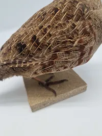 Udstoppet agerhøne (Perdix perdix)