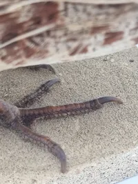 Udstoppet agerhøne (Perdix perdix)