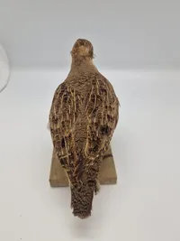 Udstoppet agerhøne (Perdix perdix)